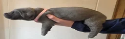 Cane Corso dogs for sale: 7 Blue Beautiful Cane Corso puppies 3 weeks old - Advert 10
