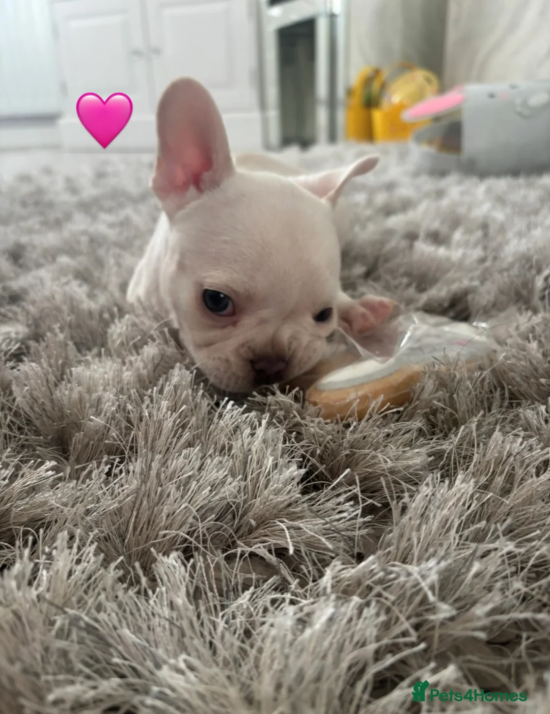 French Bulldog dogs for sale: Two beautiful girls 💕🐾 in Darlington - Advert 2