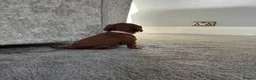Cavalier King Charles Spaniel dogs for sale: Adorable Cavalier King Charles Spaniel Puppies in Worthing - Advert 8