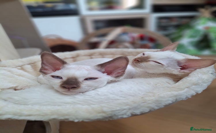 Devon Rex cats - Advert 2