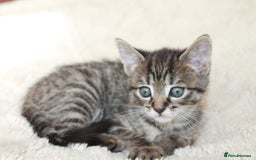 Bengal cats for sale: Adorable, affectionate, so cute kittens for sale!! - Image 20