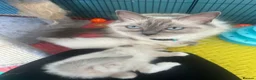 Ragdoll cats for sale: Beautiful Ragdoll Kittens  - Advert 37