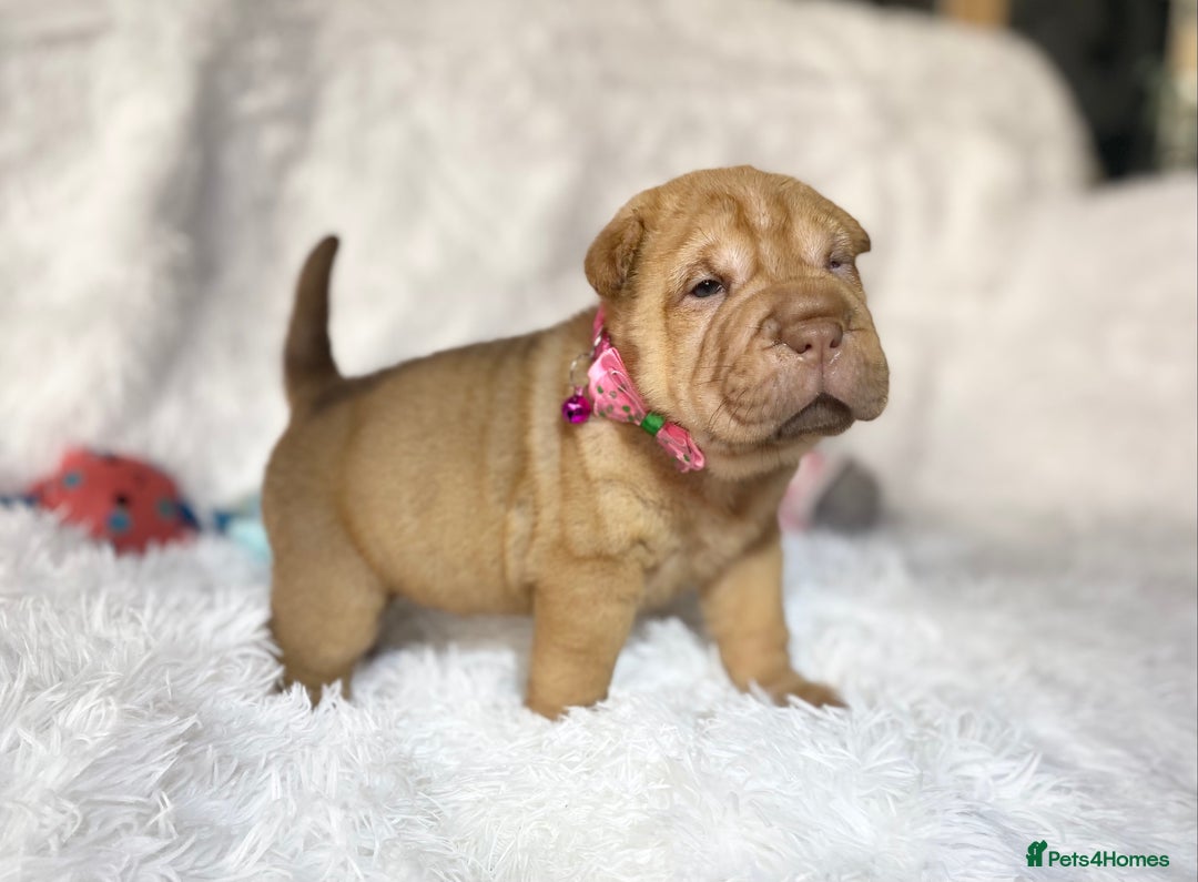 Shar Pei dogs for sale: ⭐️Quality Shar pei puppies for sale⭐️ - Image 10