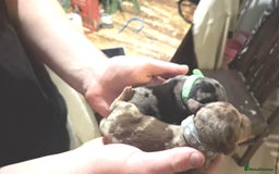 Dachshund dogs for sale: Daushund puppies  - Advert 6