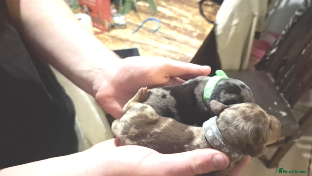 Dachshund dogs for sale: Daushund puppies  - Advert 6