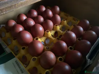 Chickens poultry French Maran - Advert 6