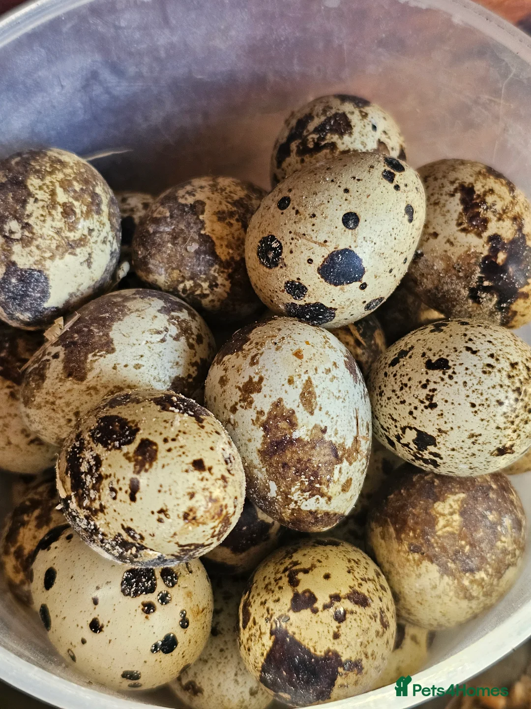 Quail poultry for sale: Coturnix Quail Hatching Eggs x12  - Advert 1