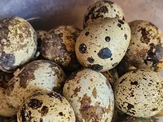 Quail poultry Coturnix Quail Hatching Eggs x12 - Advert 1