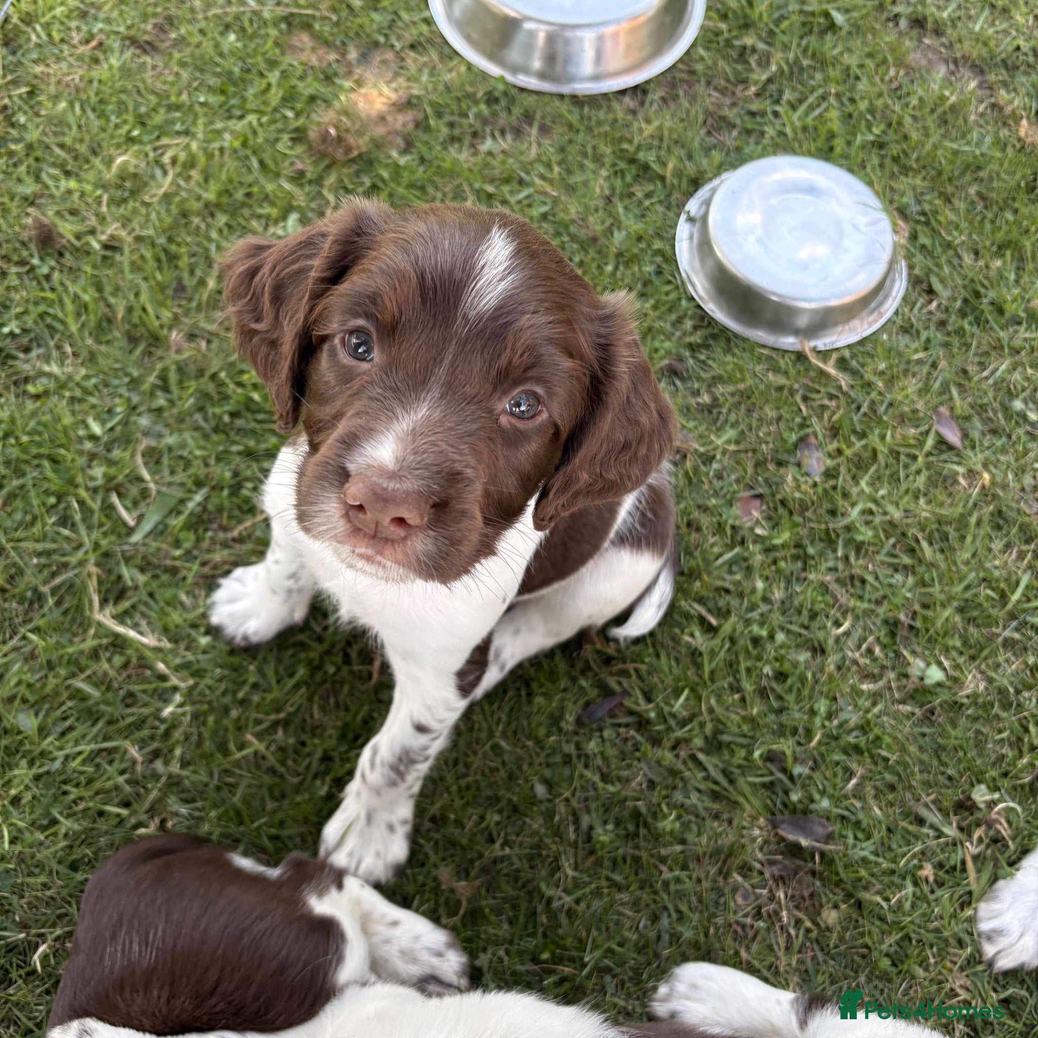 English Springer Spaniel dogs 2 working English springer spaniels - Advert 7