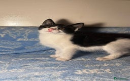 Mixed Breed cats for sale: 3 Lovely Kittens - Image 5
