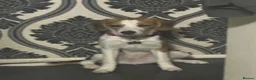 Mixed Breed dogs for sale: Callie needs a new loving home.  in Stevenage - Advert 2