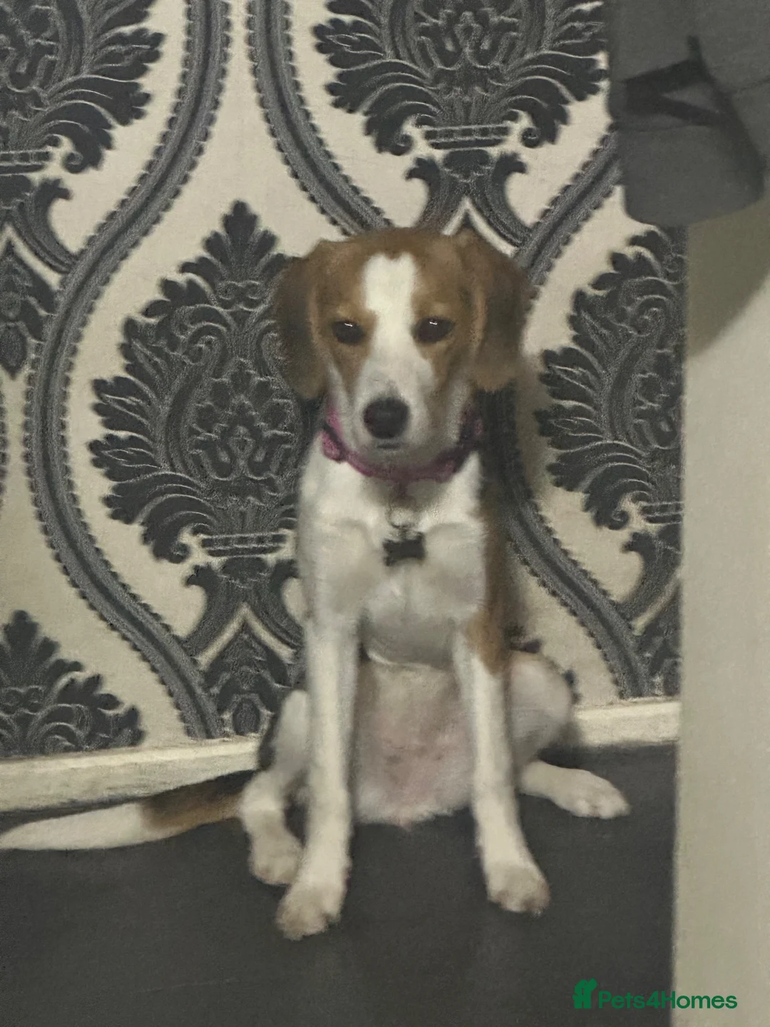 Mixed Breed dogs for sale: Callie needs a new loving home.  in Stevenage - Advert 2