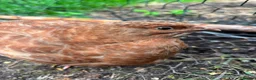Quail poultry for sale: Amazing selection of celedon quail - Advert 12