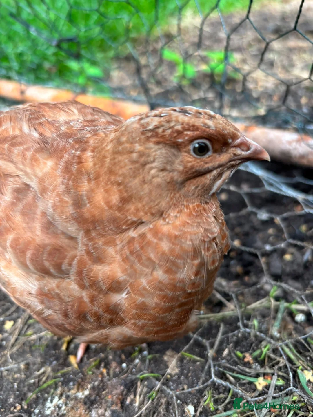 Quail poultry for sale: Amazing selection of celedon quail - Advert 12
