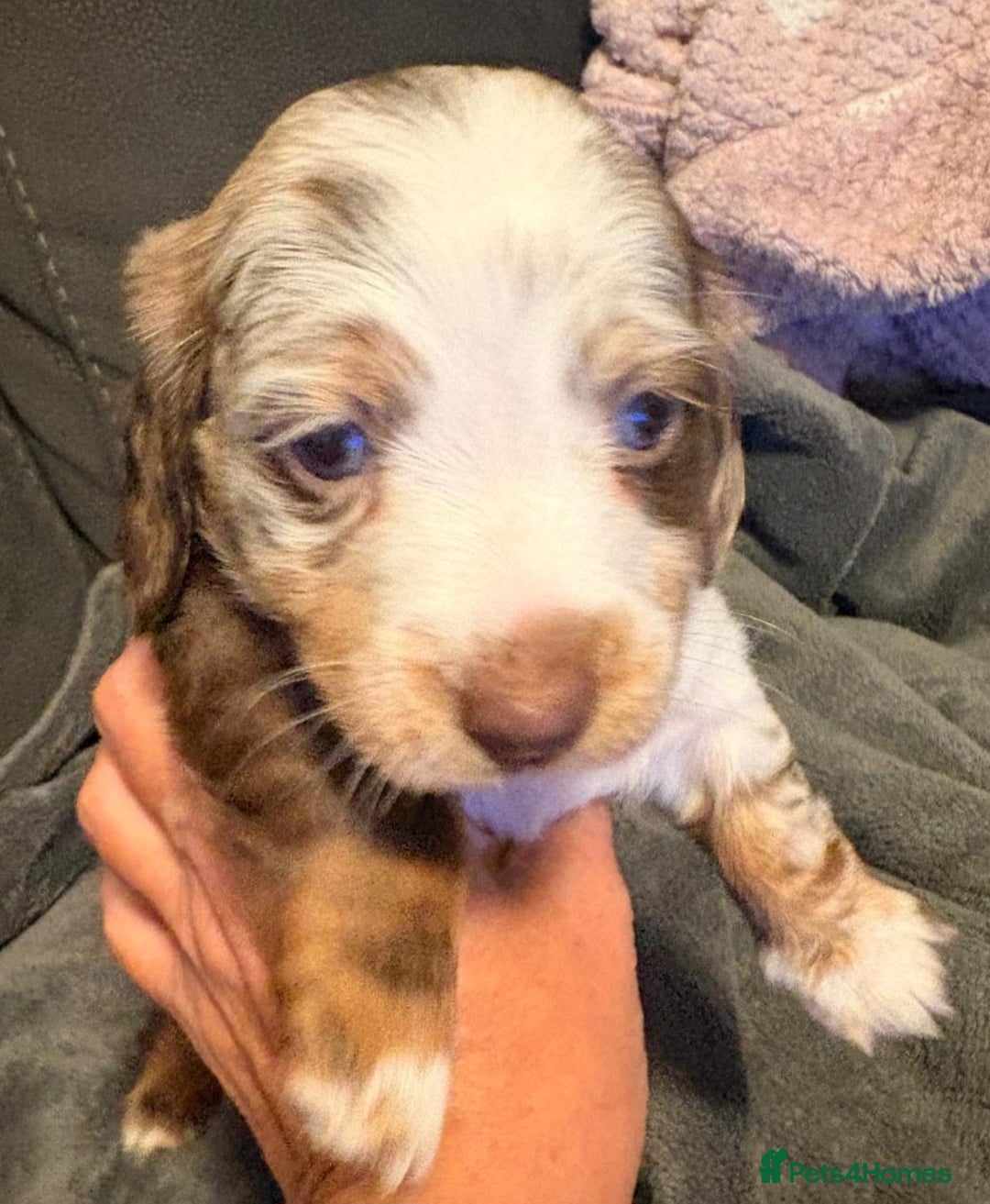 Miniature Dachshund dogs for sale: Miniature Dachshund smooth & dapple wire haired  - Advert 2