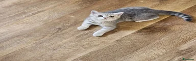 British Shorthair 2