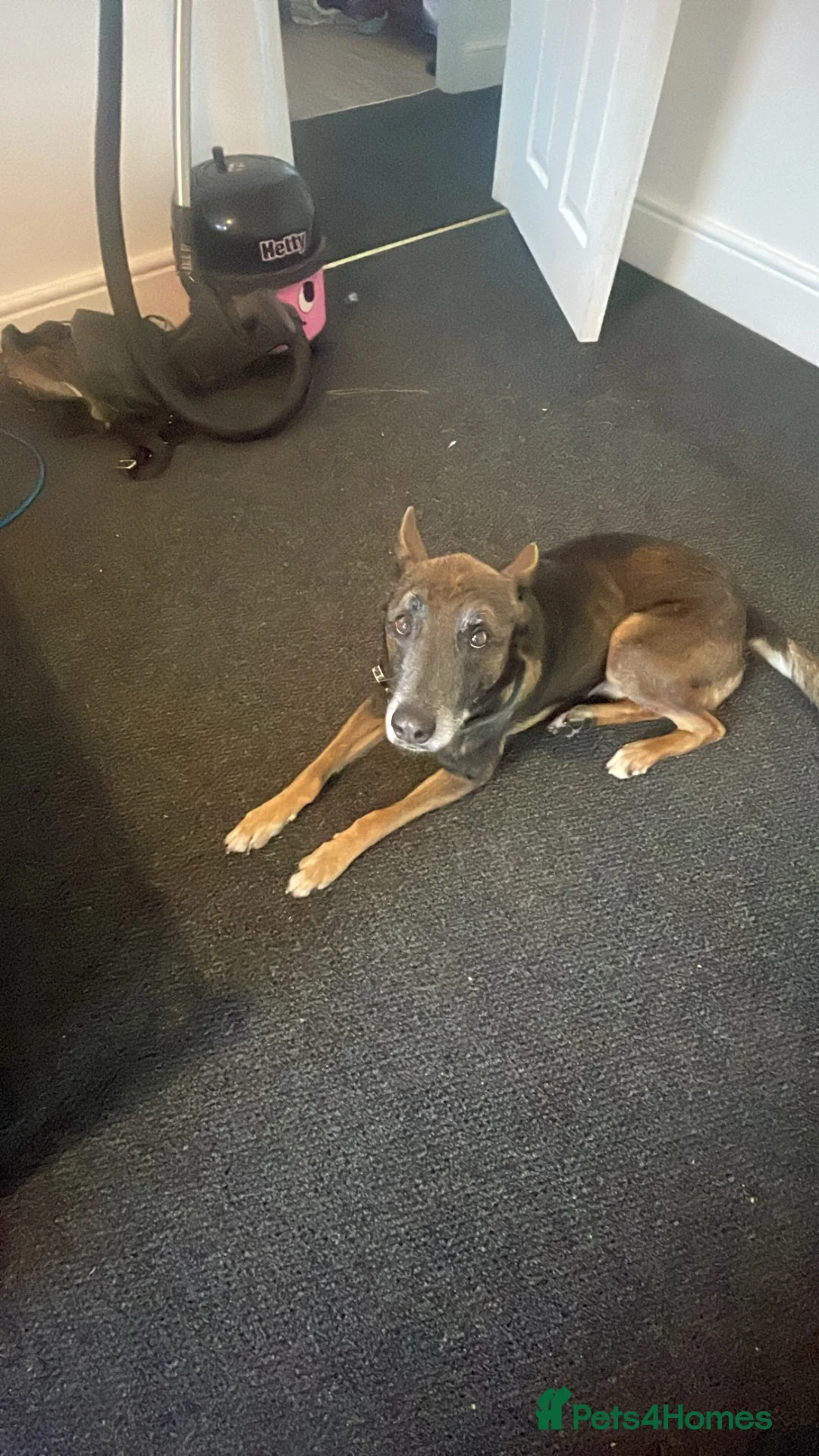 Belgian Shepherd Dog dogs for sale: Belgian shepherd for  **  in Dover - Advert 2