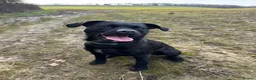 Mixed Breed dogs for sale: 4 year old well trained Patterdale x border  in Sheffield - Advert 3