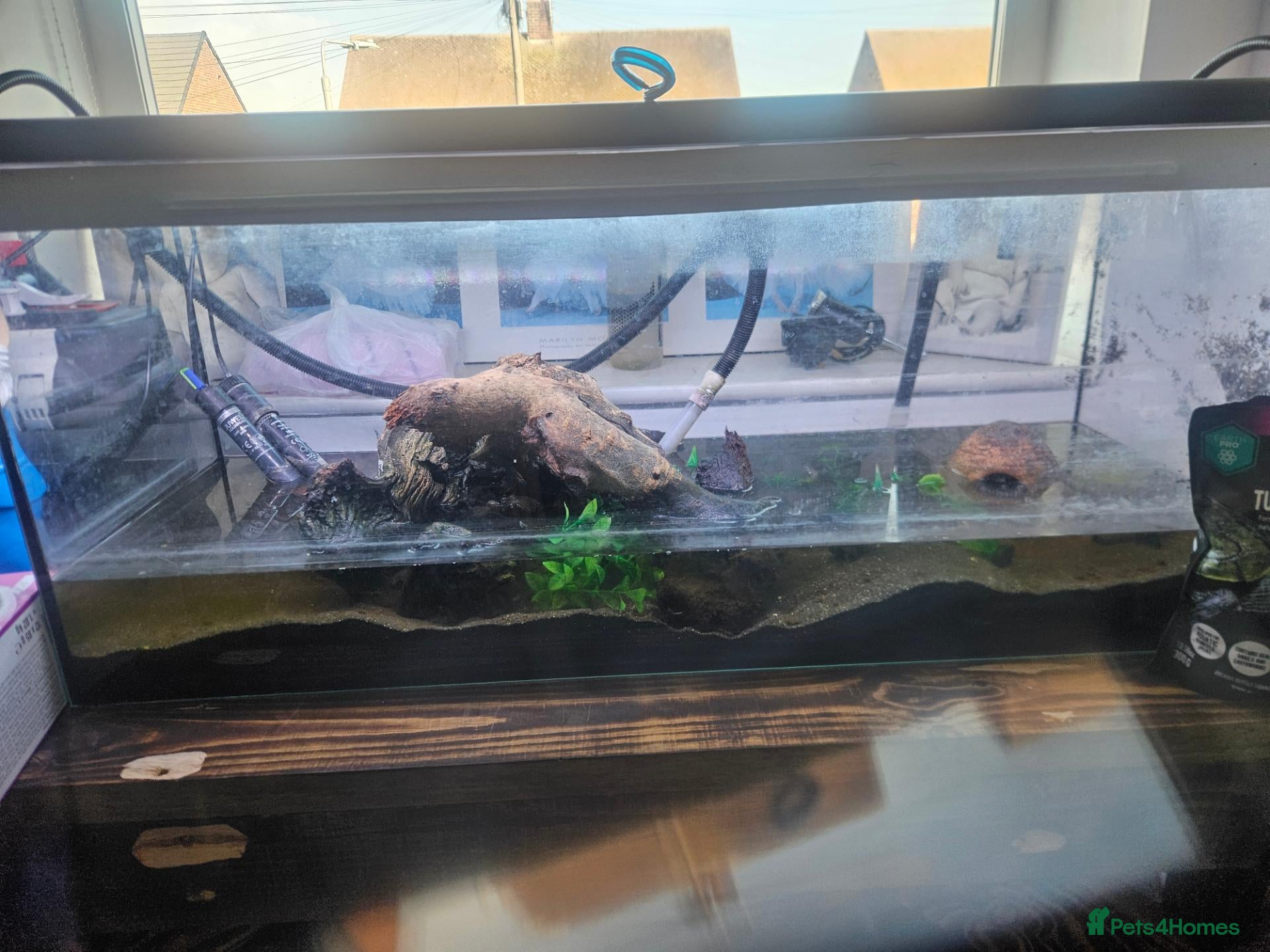 Turtle reptiles for sale: Turtle and full set up - Advert 1