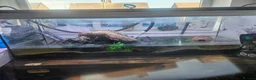 Turtle reptiles for sale: Turtle and full set up in Worksop - Advert 1