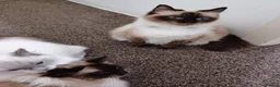 Ragdoll cats for sale: Ragdoll kittens in Flint - Advert 11