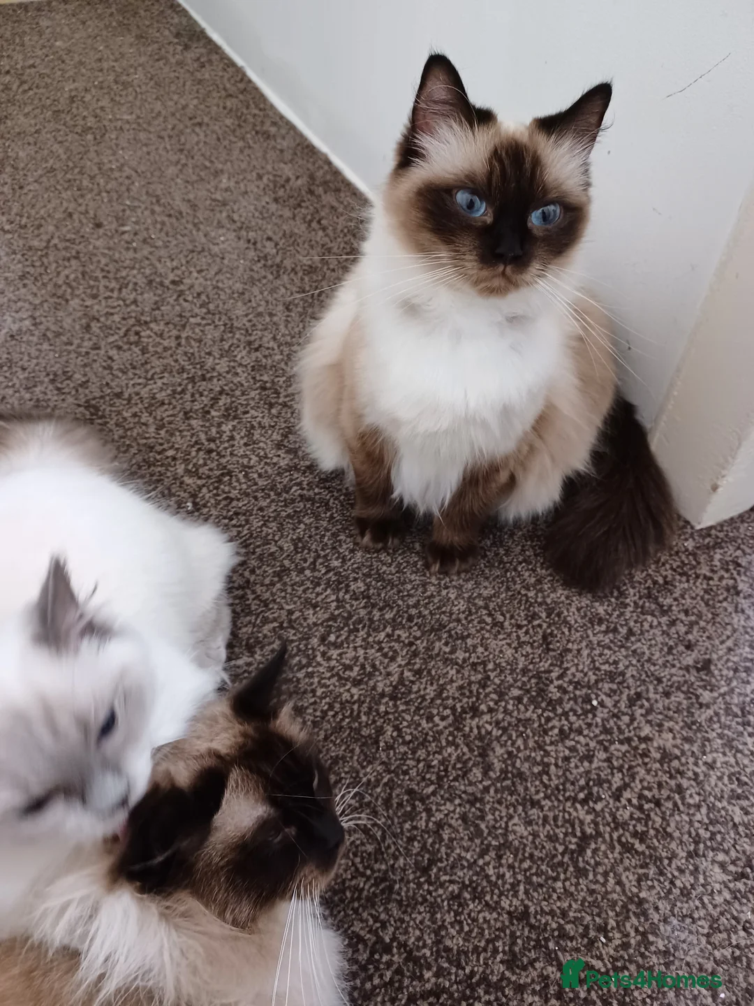 Ragdoll cats for sale: Ragdoll kittens in Flint - Advert 11