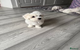 Bichon Frise dogs for sale: Bichon frise - Image 2
