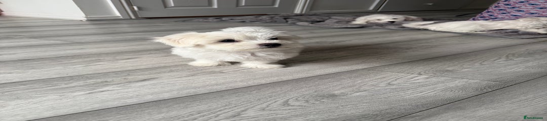 Bichon Frise Puppy 1