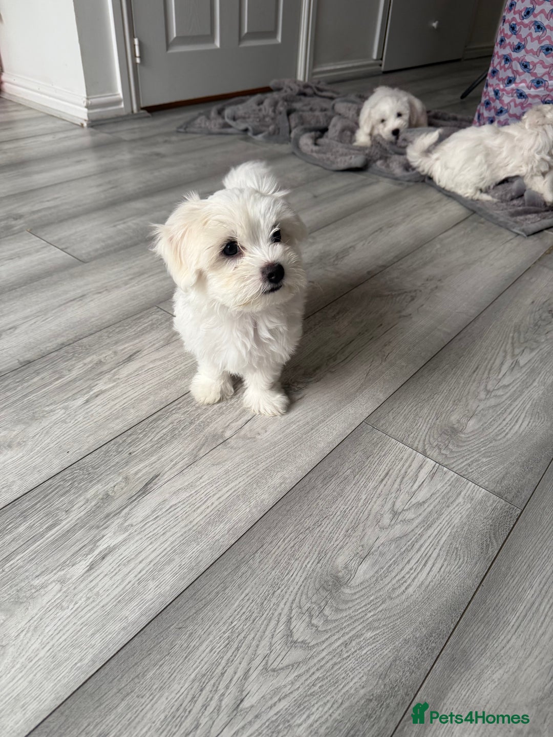 Bichon Frise dogs for sale: Bichon frise - Image 2