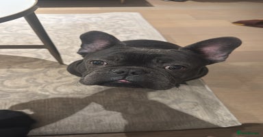 French Bulldog dogs French Bulldog Puppy – 7 Months Old, Male - Advert 9