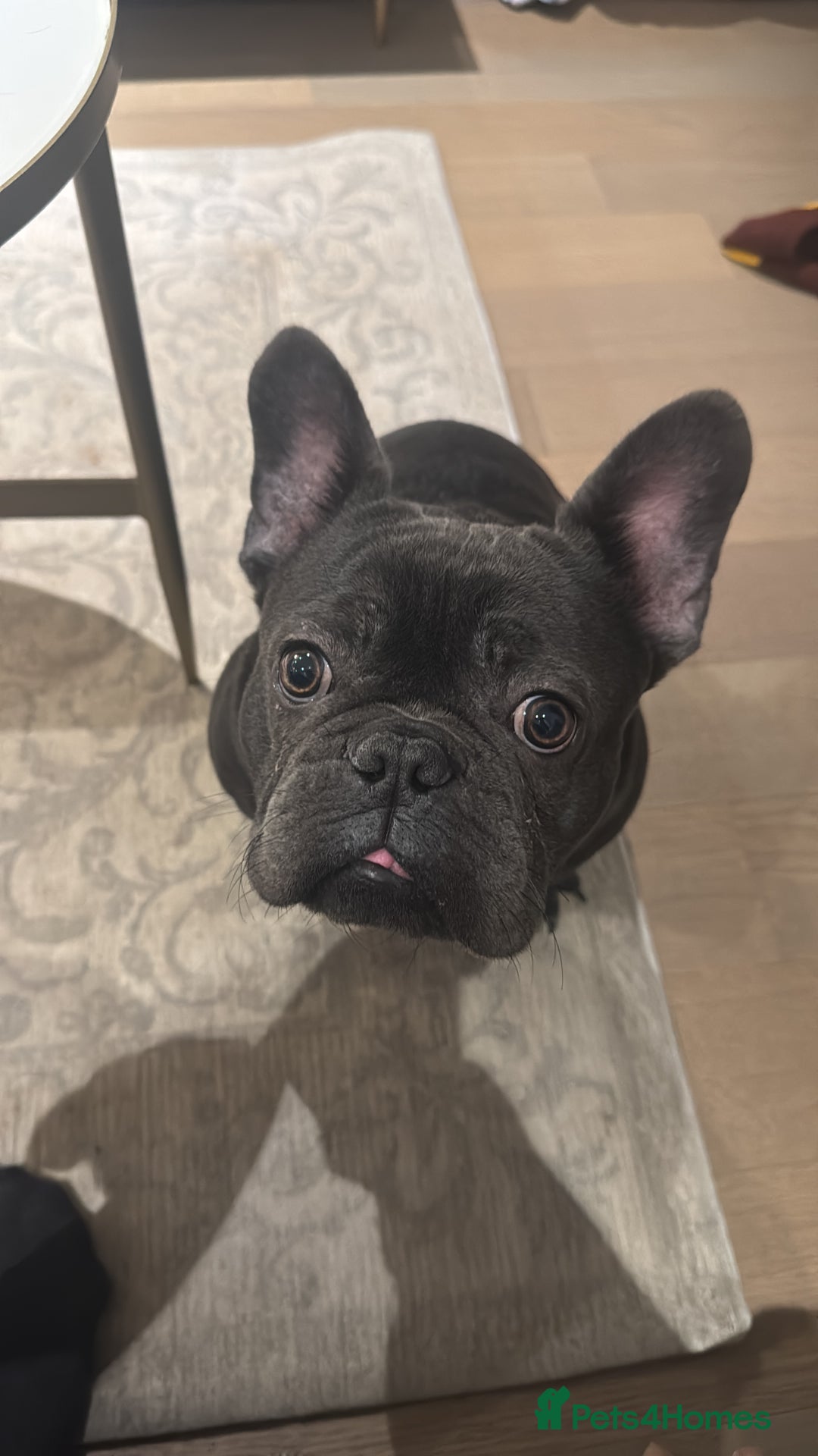 French Bulldog dogs for sale: French Bulldog Puppy – 7 Months Old, Male - Advert 2
