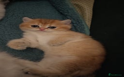 British Shorthair cats for sale: Stunning cute BSH golden black kitten female - Image 11