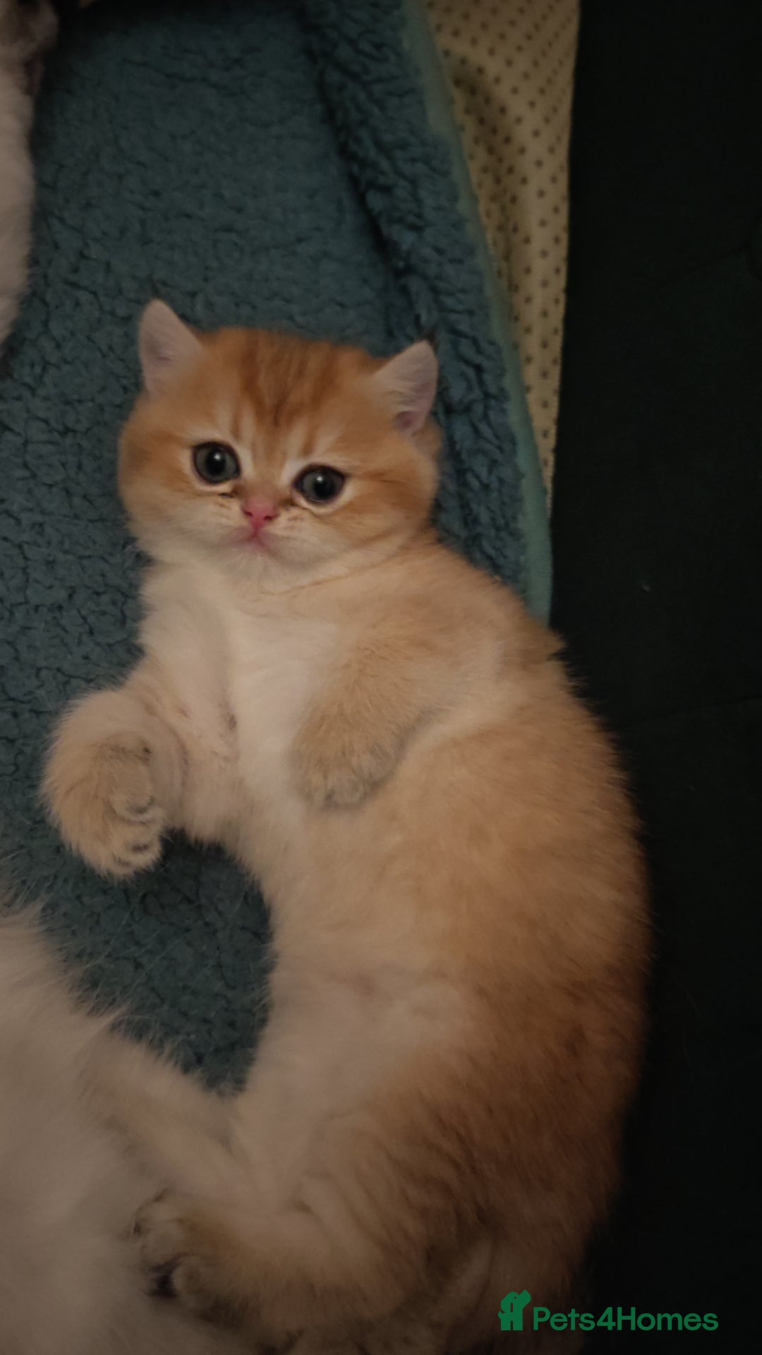 British Shorthair cats for sale: Stunning cute BSH golden black kitten female - Image 11