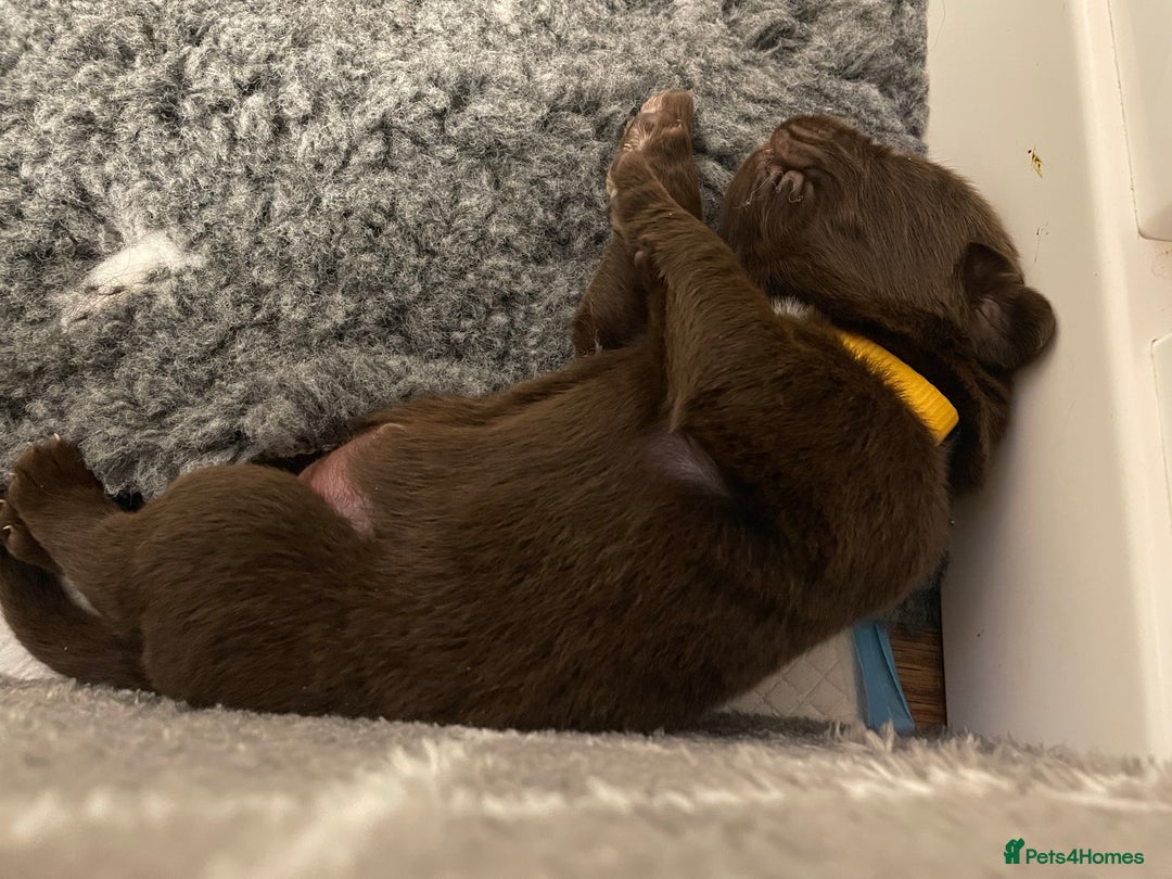 Newfoundland dogs for stud: KC REGISTERED NEWFOUNDLAND STUD HEALTH TESTED  in Basildon - Advert 26