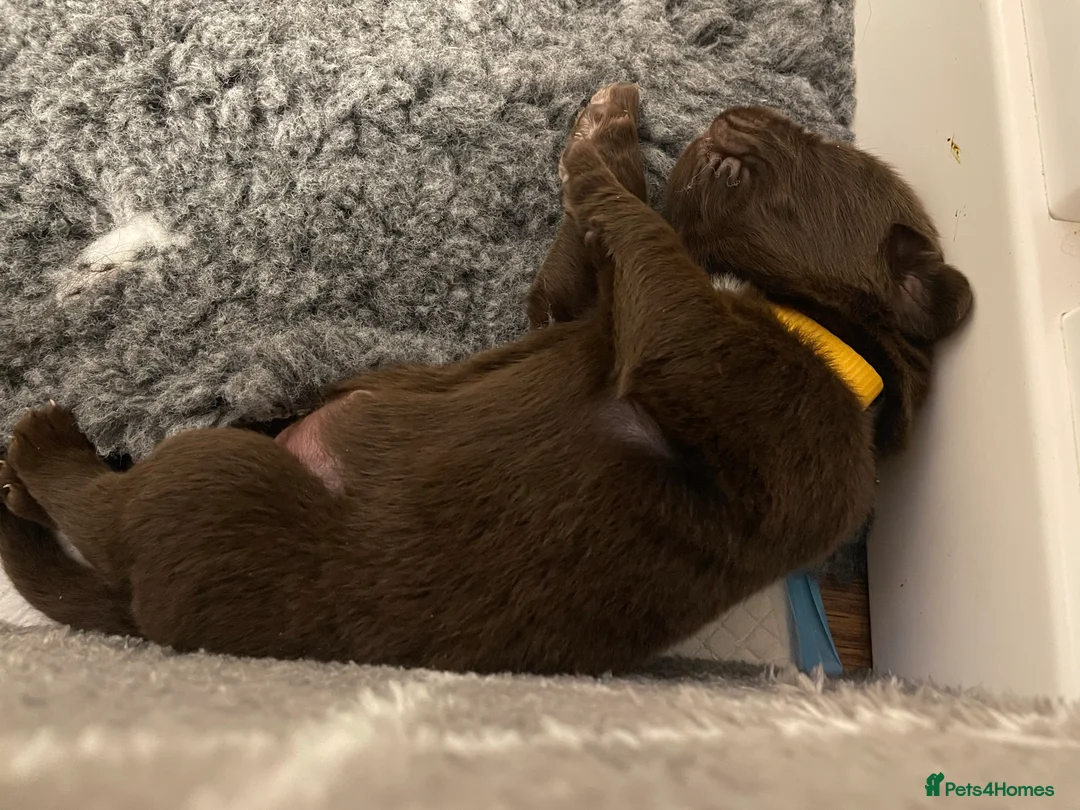 Newfoundland dogs for stud: KC REGISTERED NEWFOUNDLAND STUD HEALTH TESTED  in Basildon - Advert 26