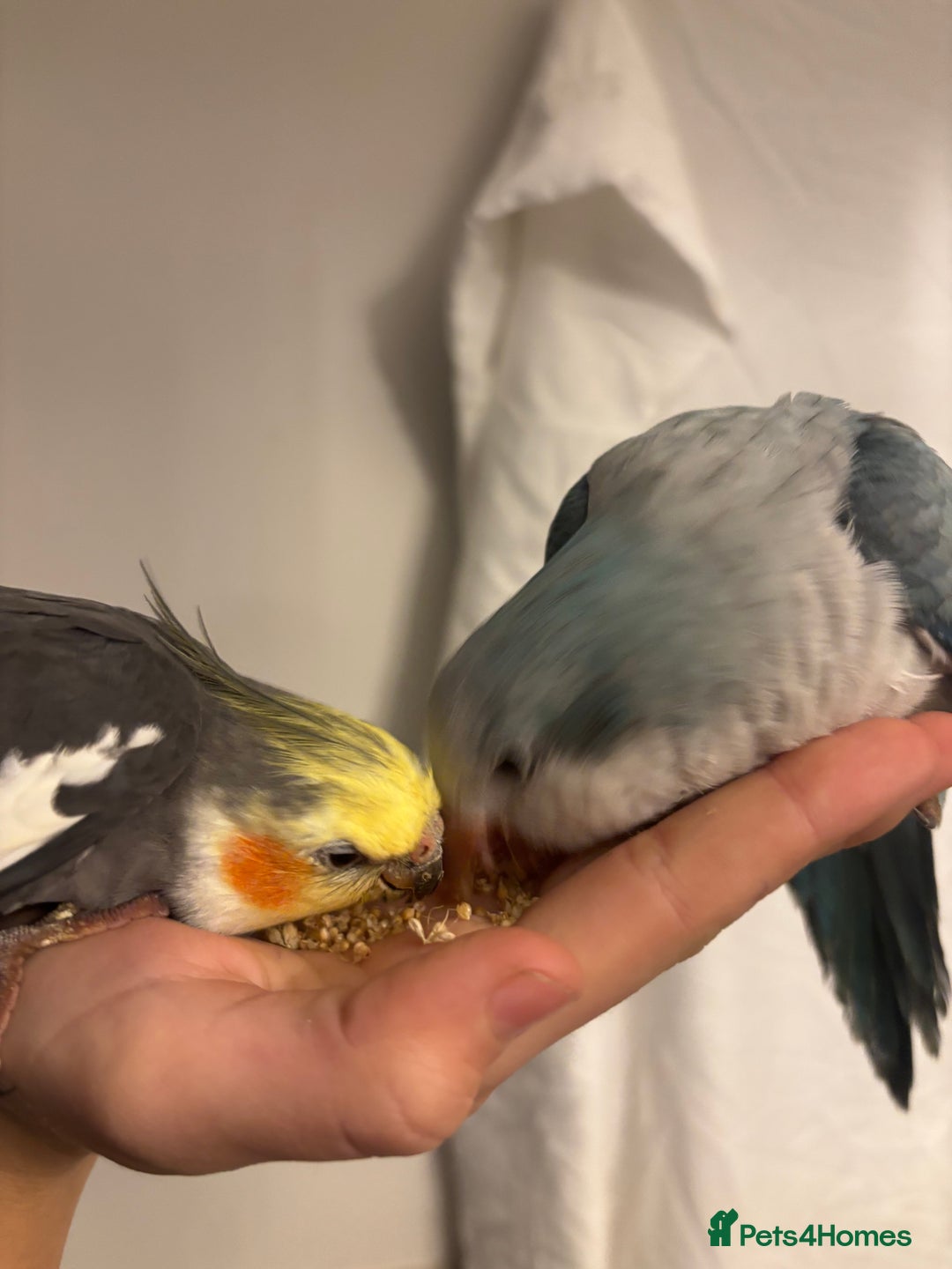 Cockatiels birds for sale: cockatiel and quaker parrot - Advert 5