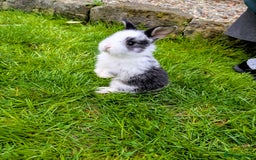 Mini Lion Lop rabbits for sale: Mini Lion lop bunnies - Image 1
