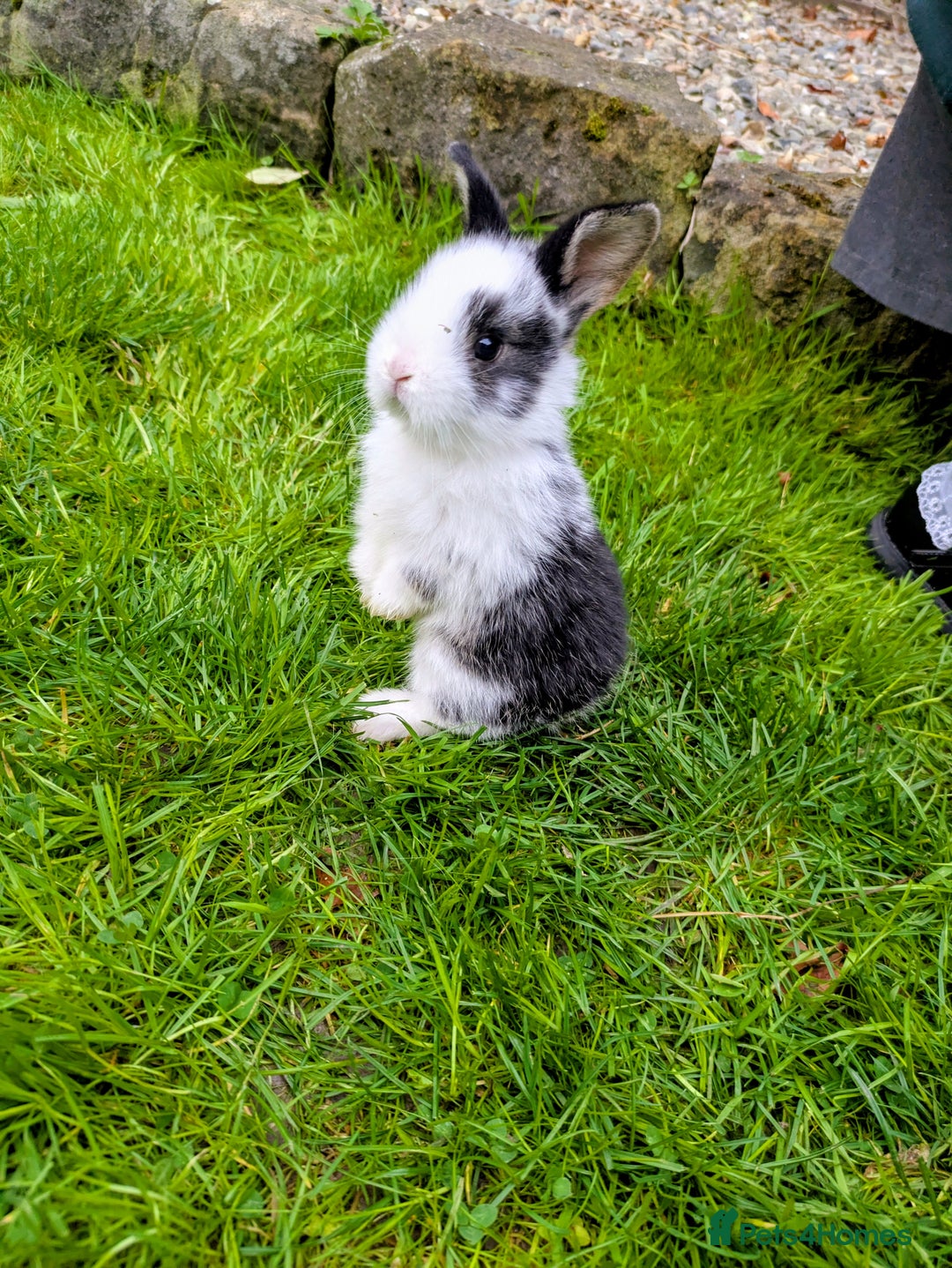 Mini Lion Lop rabbits for sale: Mini Lion lop bunnies - Image 1