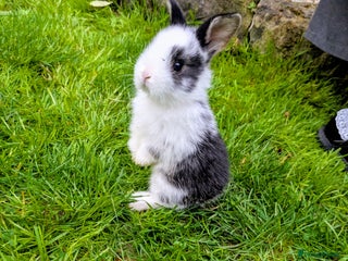 Mini Lion Lop rabbits - Advert 1