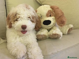 Australian Labradoodle dogs Genuine Australian Labradoodle Puppies - Advert 4