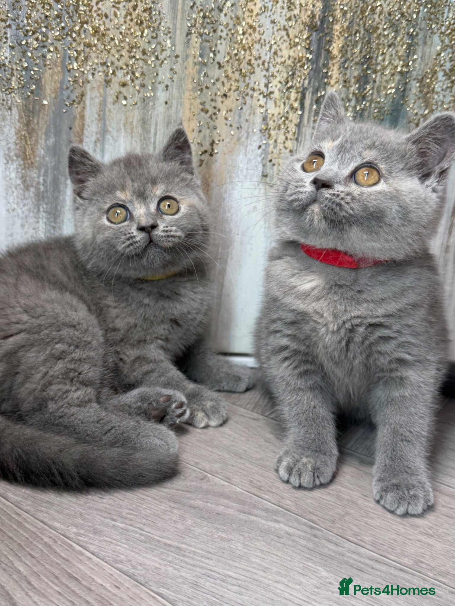 British Shorthair cats Blue torte chunky British sh kittens TICA - Advert 16