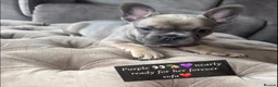 French Bulldog dogs for sale: L4 FLUFFY FRENCH BULLDOG PUPPIES — 2 AVAILABLE  - Advert 7