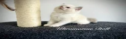 Ragdoll cats for sale: Last three ragdoll kittens! Don’t miss out! - Advert 14