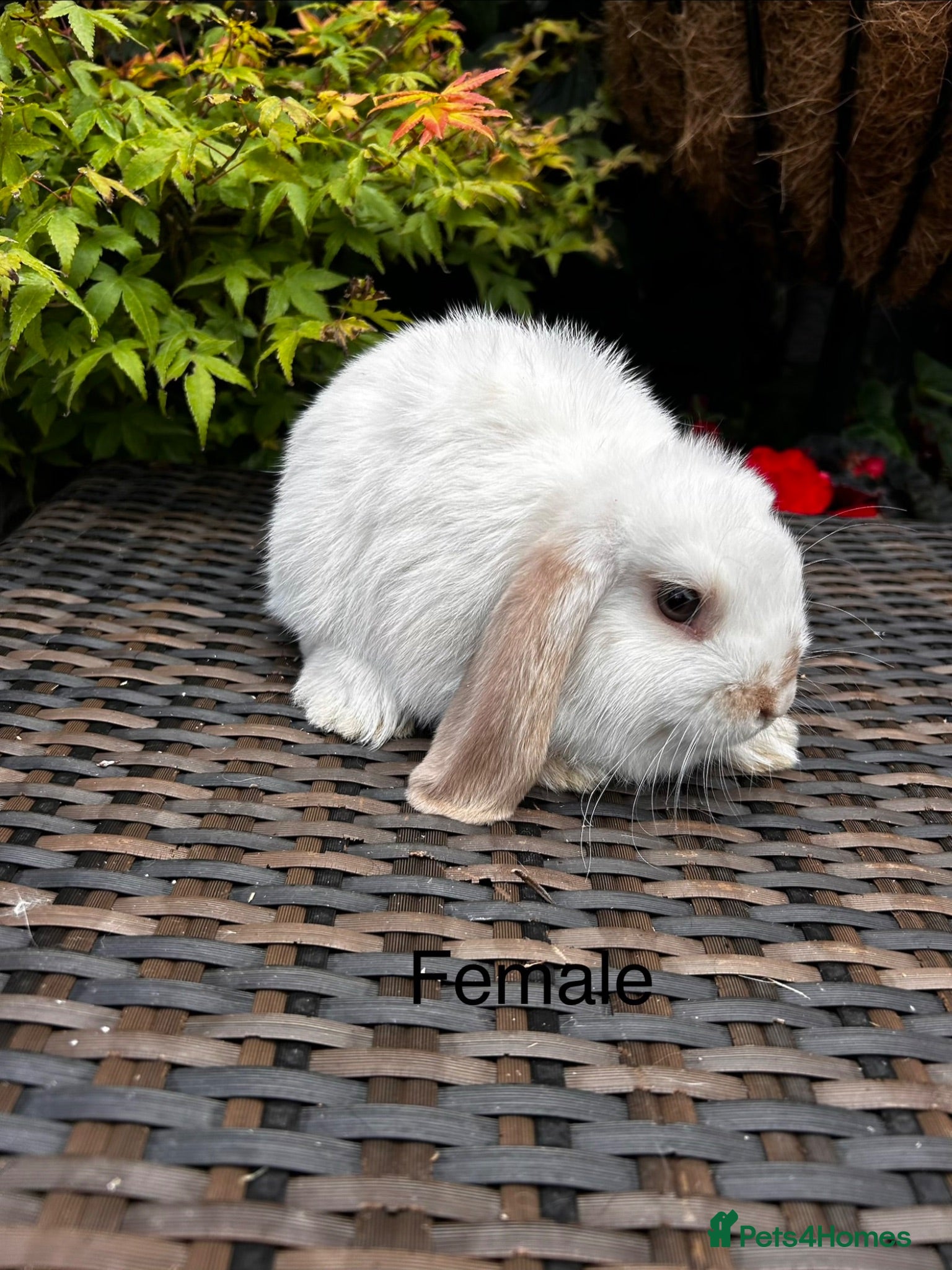 Mini Lop rabbits Stunning pure bred mini lops - Advert 2