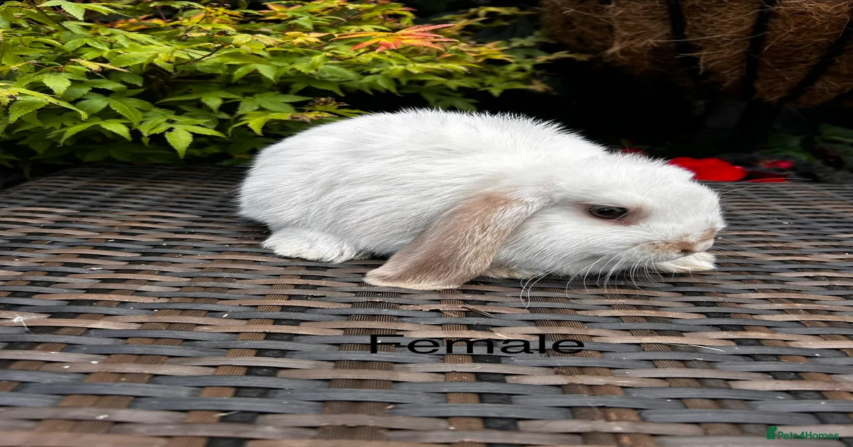 Rabbits for Sale for sale in Croydon, Greater London | Pets4Homes