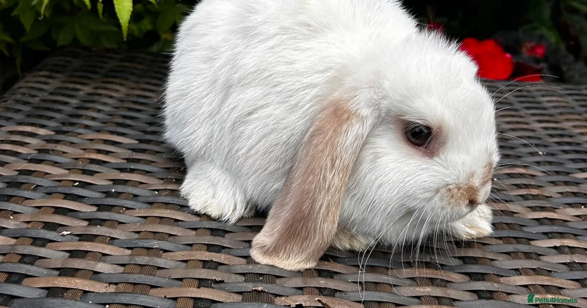 Rabbits for Sale for sale in Croydon, Greater London | Pets4Homes