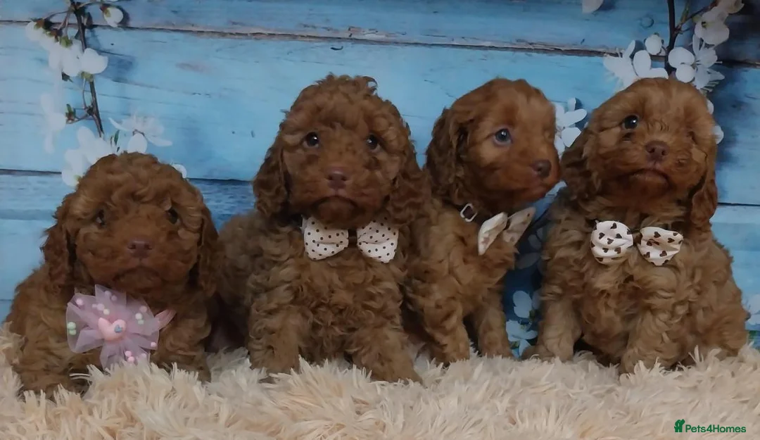 Cavapoo dogs for sale: Red cavapoos in Baldock - Advert 2