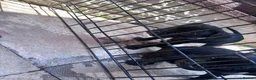 Mixed Breed dogs for sale: Staffy cross lurches  in Wolverhampton - Advert 10