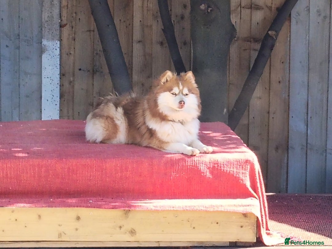 Pomsky dogs for sale: Micro F4 pomsky pups  - Advert 7