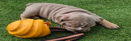 English Bulldog dogs for sale: Rare opportunity- grandpups of Burleybullz Nemesis - Advert 13